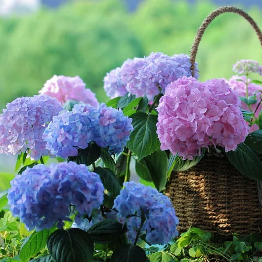 🌸Up to 40% off🌸Artificial hydrangea flowers for outdoors💐